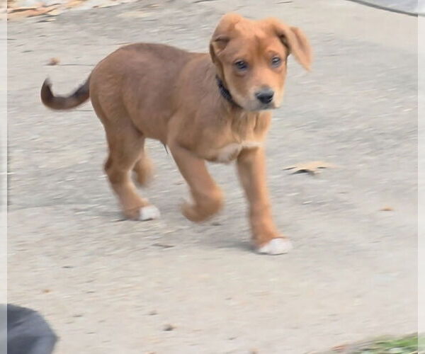 Medium Photo #2 Shepradors Puppy For Sale in Chester, VA, USA