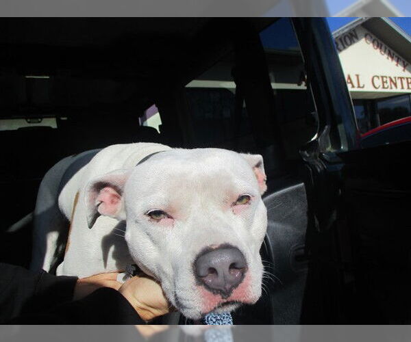 Medium Photo #1 Staffordshire Bull Terrier Puppy For Sale in Ocala, FL, USA