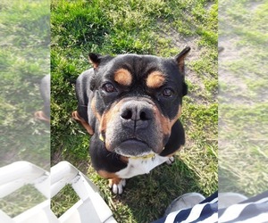 Staffordshire Bull Terrier-Unknown Mix Dogs for adoption in South Bend, IN, USA