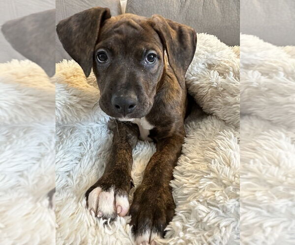 Medium Photo #3 American Pit Bull Terrier-Doberman Pinscher Mix Puppy For Sale in Springdale, PA, USA