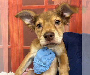 German Shepherd Dog-Unknown Mix Dogs for adoption in San Bernardino, CA, USA