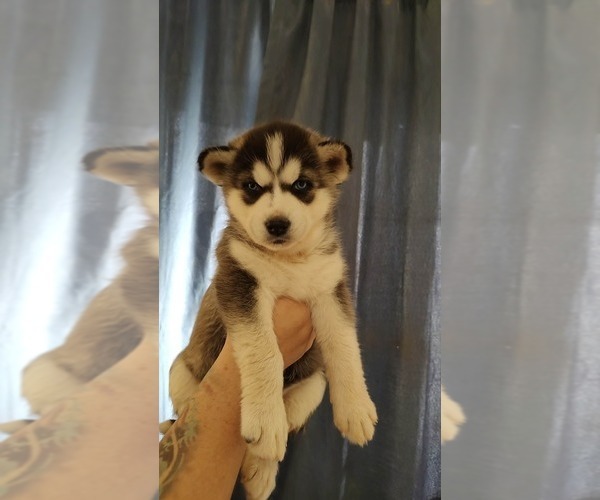 Medium Photo #3 Siberian Husky Puppy For Sale in ROSWELL, NM, USA