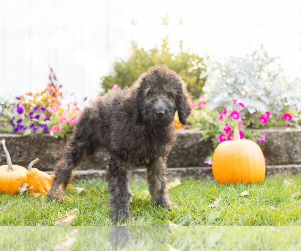 Medium Photo #5 Labradoodle Puppy For Sale in NAPPANEE, IN, USA