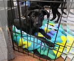Small #2 Labrador Retriever Mix