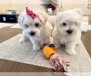 Maltese Puppy for Sale in WINCHESTER, California USA