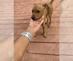 Small Photo #3 Labrador Retriever-Unknown Mix Puppy For Sale in CHARLOTTE, NC, USA