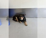 Small #3 Australian Kelpie-Chihuahua Mix