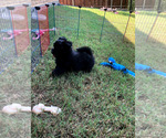 Small Photo #3 Ewokian Puppy For Sale in COLLEYVILLE, TX, USA