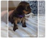 Small Photo #1 Morkie-Unknown Mix Puppy For Sale in LAKEVILLE, MN, USA