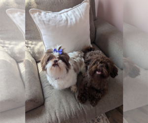 Father of the Shih Tzu puppies born on 04/11/2025