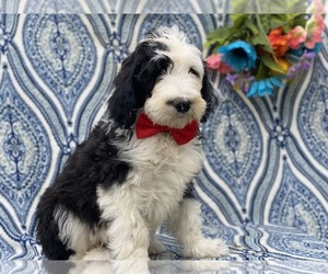 Sheepadoodle Puppy for sale in LANCASTER, PA, USA