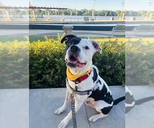 Mutt Dogs for adoption in Evansville, IN, USA