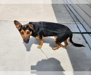 German Shepherd Dog-Unknown Mix Dogs for adoption in Houston, TX, USA