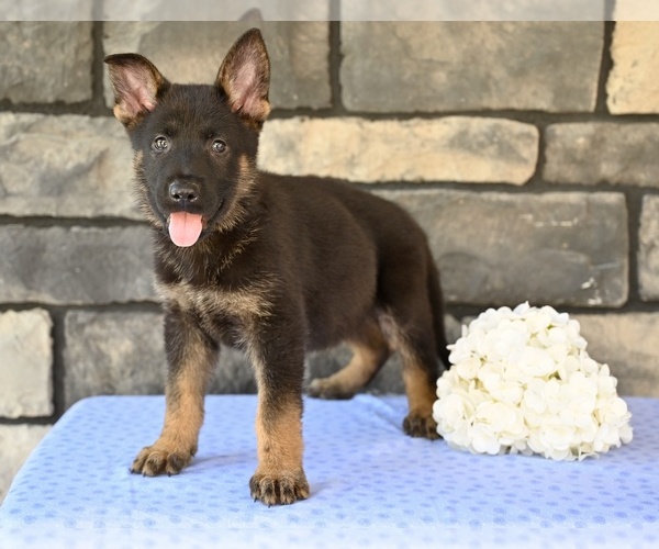 Medium Photo #2 German Shepherd Dog Puppy For Sale in MILLERSBURG, OH, USA