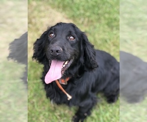 Cocker Spaniel Dogs for adoption in ELIZABETHTOWN, KY, USA