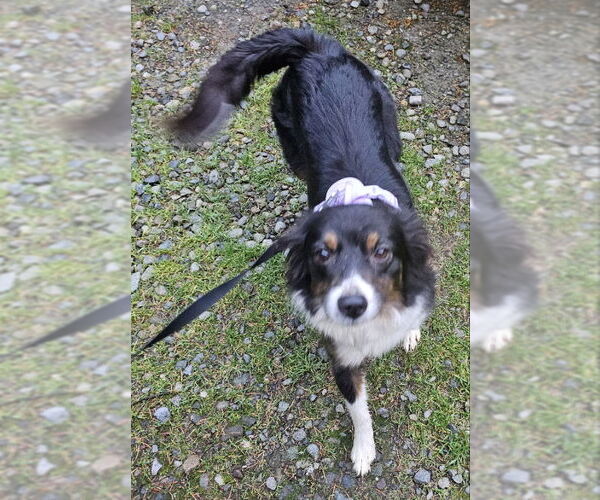 Medium Photo #1 Australian Shepherd Puppy For Sale in Olalla, WA, USA