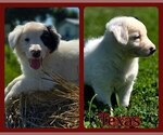 Puppy Texas Border Collie