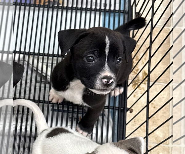 Medium Photo #2 Labrador Retriever-Unknown Mix Puppy For Sale in GILBERTS, IL, USA
