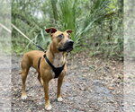 Small Photo #2 Black Mouth Cur-Unknown Mix Puppy For Sale in St. Augustine, FL, USA
