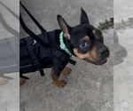Small #3 Mutt