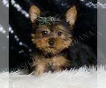 Puppy Taco ACA Yorkshire Terrier