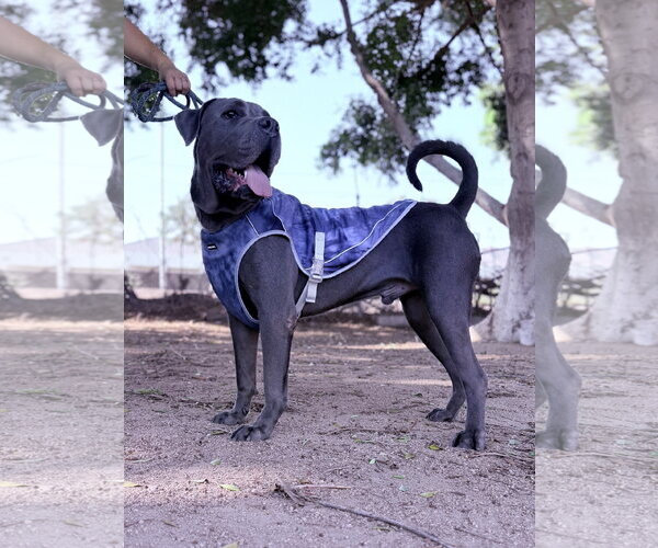 Medium Photo #4 Mutt Puppy For Sale in Goodyear, AZ, USA