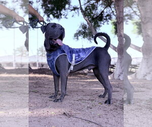 Franklin - I was adopted! - Male Mutt Dog for Adoption - Photo #4