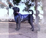 Small #3 Mutt