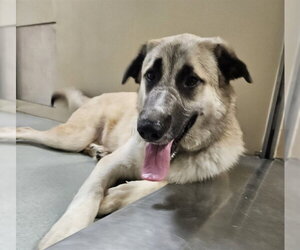 Anatolian Shepherd Dogs for adoption in South Lake Tahoe, CA, USA