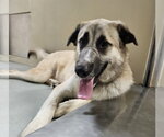 Small Anatolian Shepherd