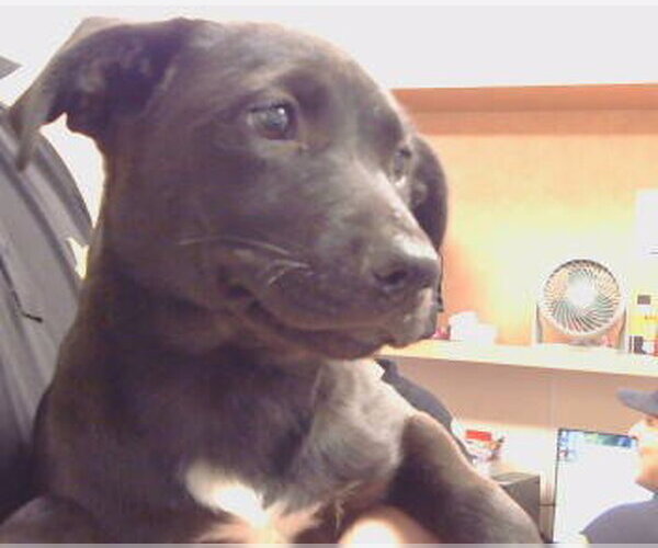 Medium Photo #1 Mutt Puppy For Sale in Sacramento, CA, USA