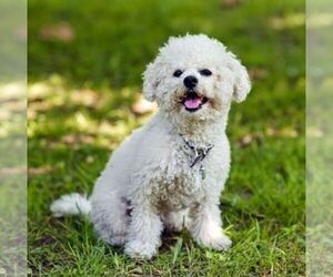 Bichon Frise Puppy for sale in ATL, GA, USA