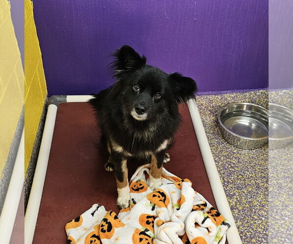 Medium Photo #1 Chihuahua-Unknown Mix Puppy For Sale in Metairie, LA, USA