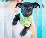 Small #4 Chihuahua Mix