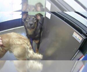 Mutt Dogs for adoption in Tulsa, OK, USA