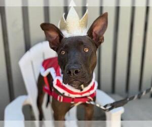 Pharaoh Hound-Unknown Mix Dogs for adoption in Petaluma, CA, USA