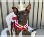 Small Pharaoh Hound Mix