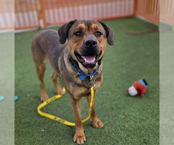 Medium Photo #2 English Mastweiler Puppy For Sale in Las Vegas, NV, USA