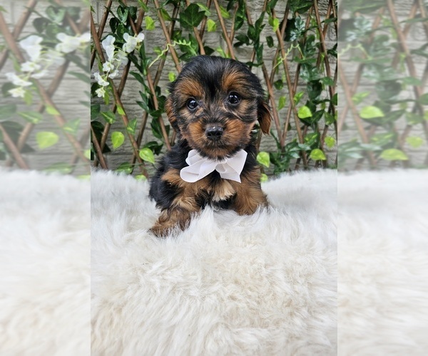 Medium Photo #2 Yorkshire Terrier Puppy For Sale in INDIANAPOLIS, IN, USA