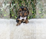 Bastian - Male Yorkshire Terrier Puppy for Sale - Photo #2