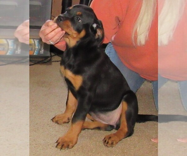 Medium Photo #15 Rottweiler Puppy For Sale in SPOKANE, WA, USA