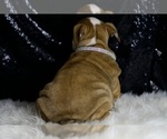 Small #6 English Bulldog