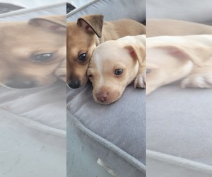 Chihuahua Puppy for sale in FORT MYERS, FL, USA