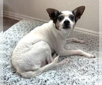 Small #3 Jack-Rat Terrier