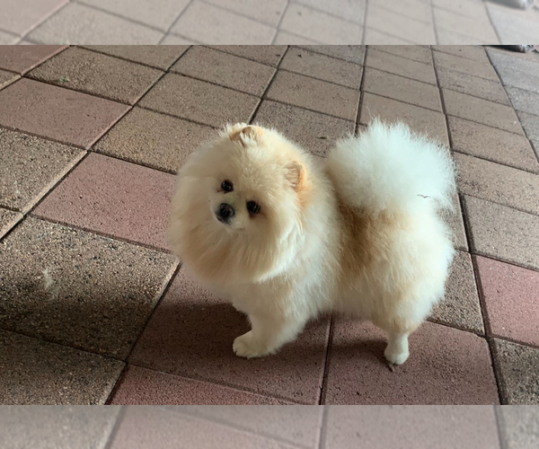 Medium Photo #1 Pomeranian Puppy For Sale in GLEN BURNIE, MD, USA