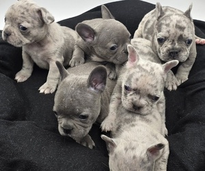 French Bulldog Puppy for sale in SPRINGFIELD, OR, USA