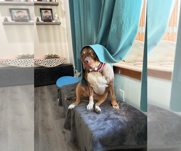 Medium Photo #3 American Staffordshire Terrier-Unknown Mix Puppy For Sale in Brewster, NY, USA