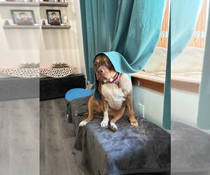 Ruby (fka Sarah) - Female American Staffordshire Terrier-Unknown Mix Dog for Adoption - Photo #3