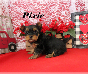 Yorkshire Terrier Puppy for sale in CHANUTE, KS, USA