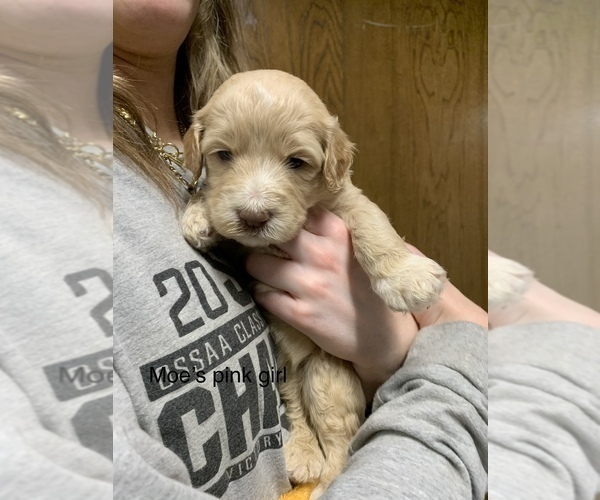 Medium Photo #3 Pyredoodle Puppy For Sale in BRKN ARW, OK, USA